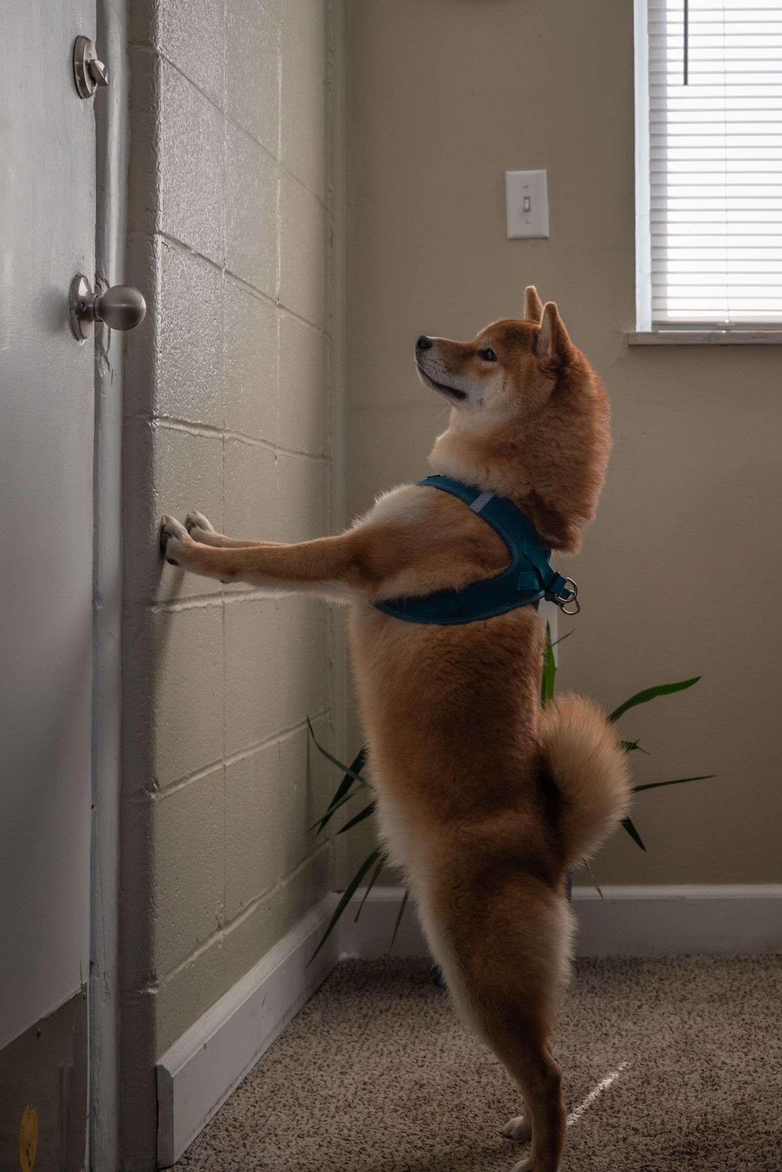 A Shiba Inu waiting eagerly at the front door