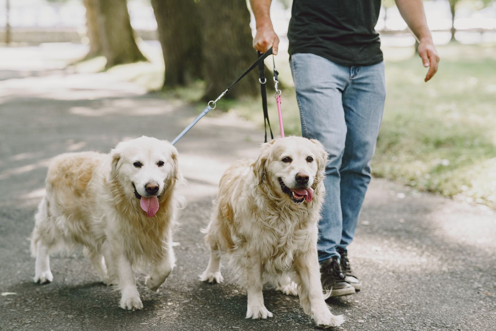 Two happy golden retrievers heading out for their walk